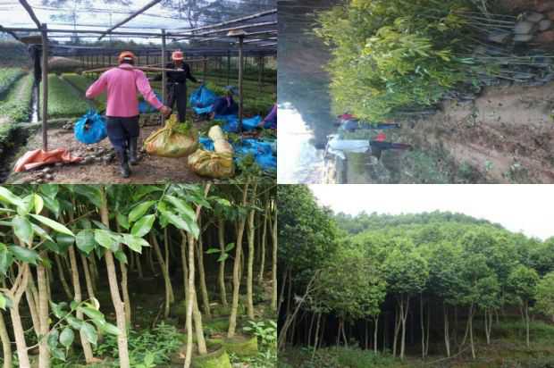 沉香树苗的生产和播种方式多种多样_no.348