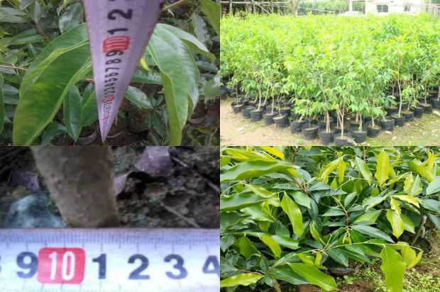紫微芽种植室内已发布三种新方法等_no.35