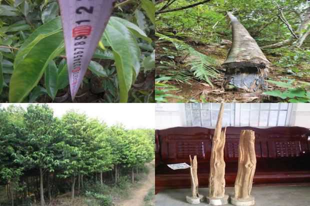 奇楠沉香树:中华绒螯蟹无公害农药的效率试验