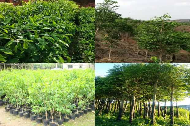 甘南沉香树新品种862的产量及高产栽培技术_no.352