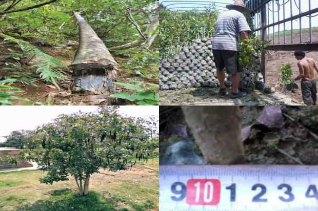 沉香树:山东省沉香树品种观赏价值的灰色评价_no.353