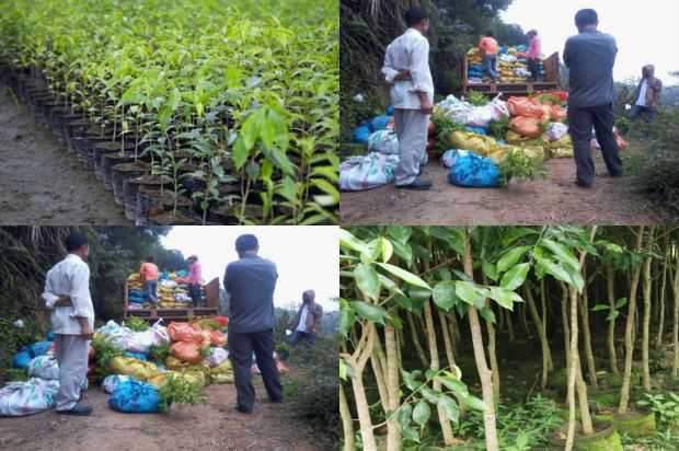 奇楠沉香树:不同粒度基质容器和肥料对容器种子质量的影响_no.354