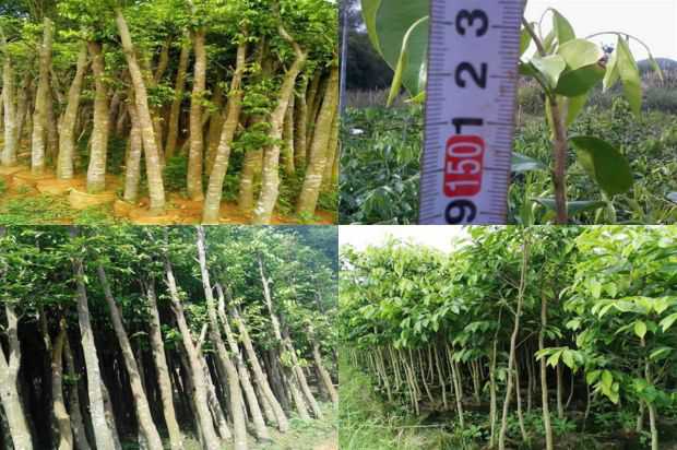 介绍几种高品质的沉香树等_no.355
