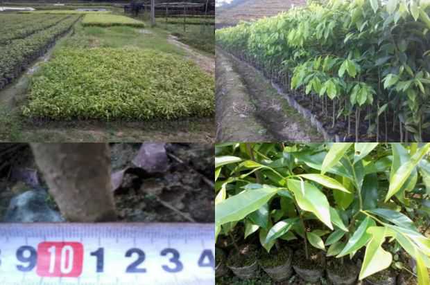 [沉香树]沉香树