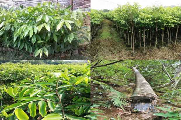 奇楠沉香树:F1代沉香树杂交种的特征特性和倍性_no.357