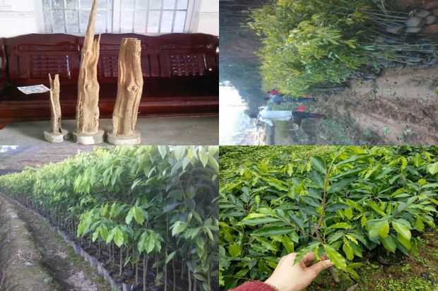 沉香树:沉香树_no.358