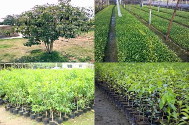 沉香树:沉香树,花,红等_no.360