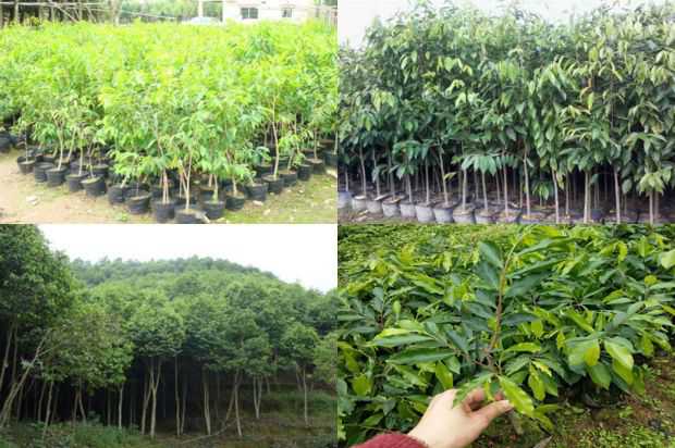 奇楠沉香树:福建沉香树天然林昆虫群落结构特征与多样性研究_no.361