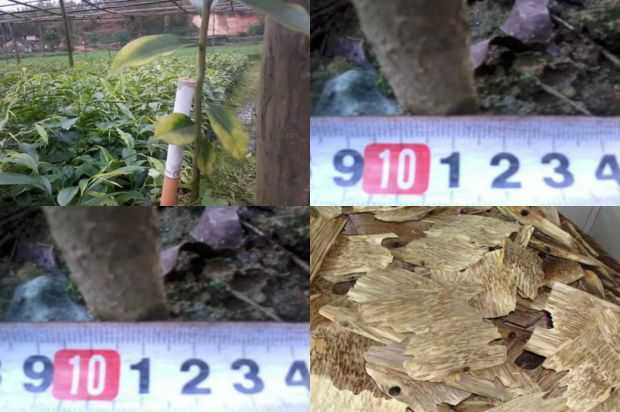 Lagerstroemia公主的爆炸是如何造成SKII爆炸的?_no.365