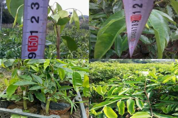 沉香树实用栽培技术探讨_no.367