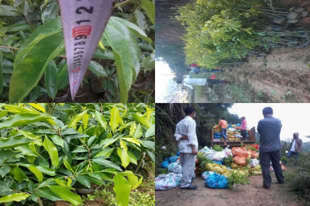 沉香树:园林树种大叶霉病在城市复兴中的应用_no.369