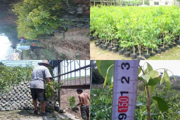 奇楠沉香树:沉香树树的热爱