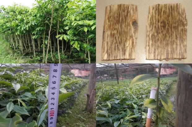 人工林间吸烟后长寿的现状及发展建议_no.371
