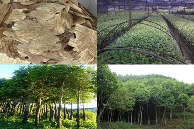 奇楠沉香树:紫微小学的故事_no.372