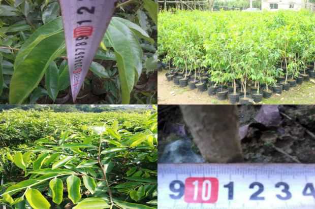 奇楠沉香树:绉沉香树下的想法_no.373