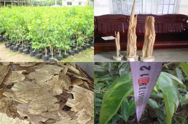 沉香树:美国沉香树新品种的切割技术_no.39