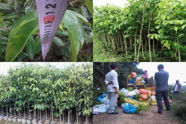 沉香树:5个沉香树新品种_no.4