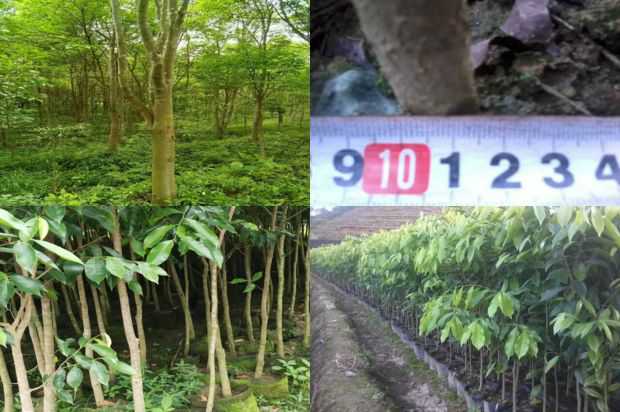 燕门地区不同比例燕麦与紫微子味的混合效应研究_no.41