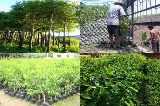 沉香树:乔沉香树,我们终于会好起来的_no.44