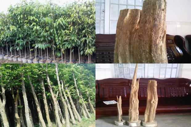 沉香树:不同数量的叶片或幼枝对沉香树生根的影响_no.45