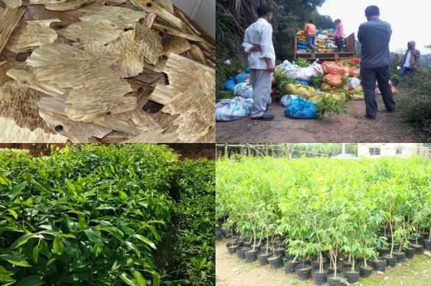 奇楠沉香树:紫微房地产利用行动提升责任旗帜