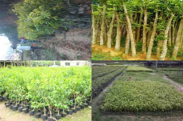 奇楠沉香树:致力于世界吴健雄的科学信誉和日月同辉,如教育,国家的心脏,世界树Ziweihua_no.47