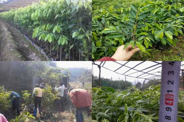奇楠沉香树:福建沉香树天然林昆虫群落结构特征与多样性研究_no.48