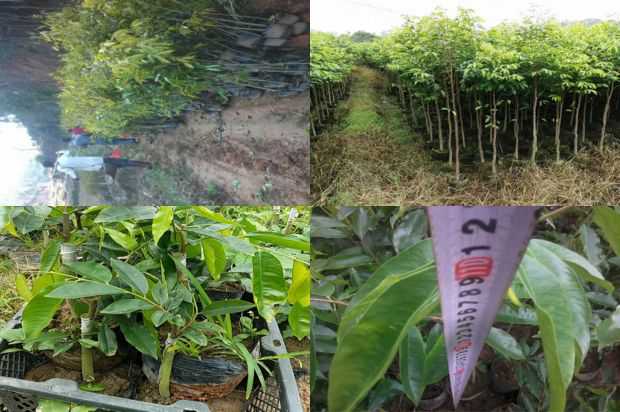 紫微密度测试分析_no.49