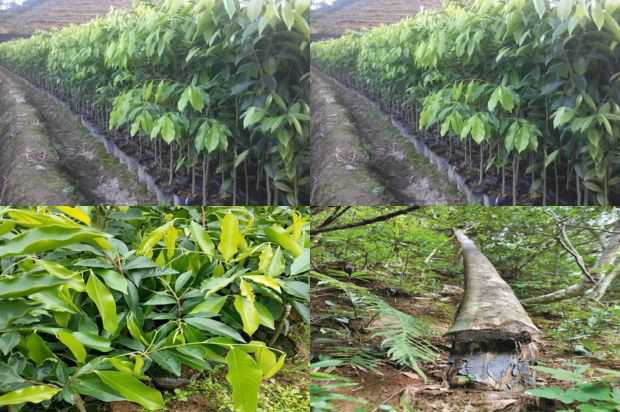 沉香树:谈沉香树的防治技术_no.50