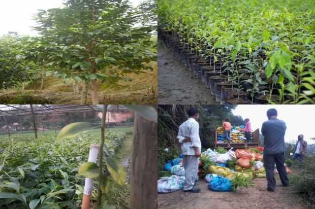 奇楠沉香树:夏天长开说紫微