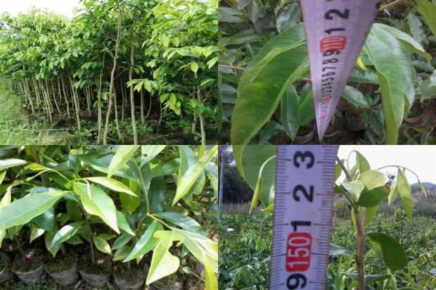 菜单的灵感来自于夏季充满活力的天然绉_no.54