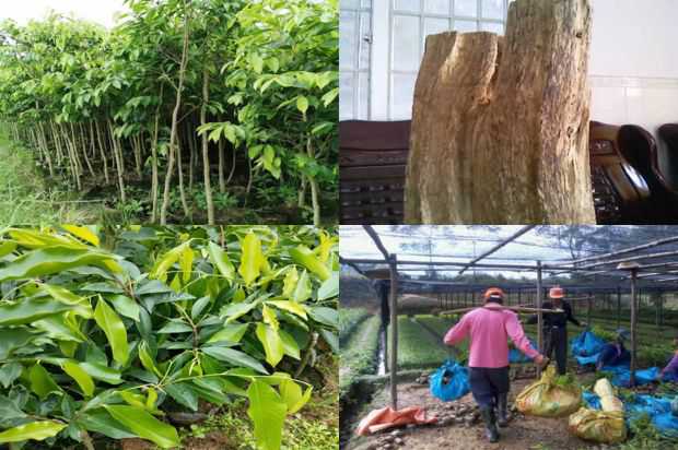奇楠沉香树:沉香树(Lagerstroemia speciosa)选育中的主要环节