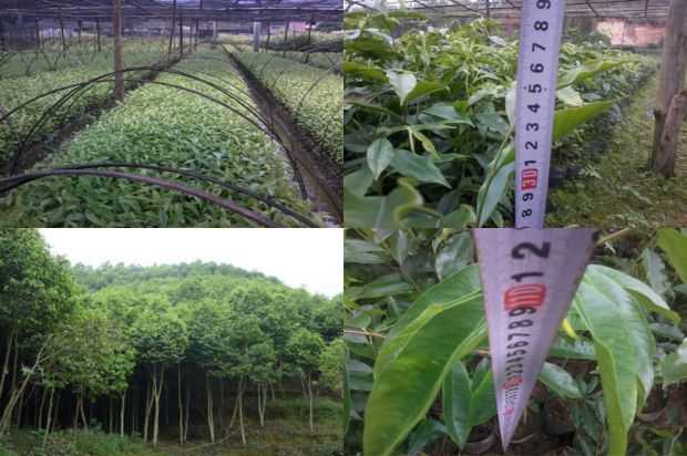 奇楠沉香树:不同化学药剂对抗中华鳖的功效试验_no.59