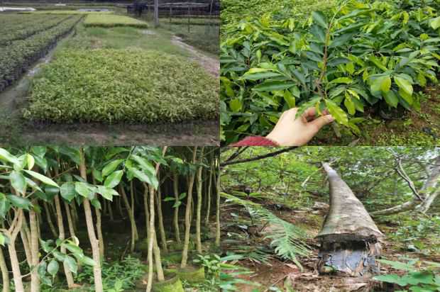 云南京东沉香树结晶栽培技术分析_no.60