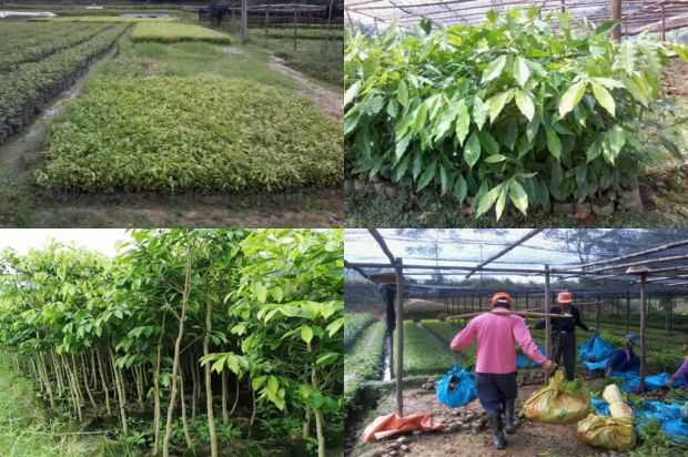 荚莲人工林玉米种子生产技术_no.61