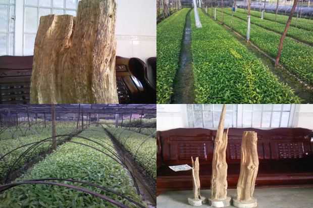 沉香树:沉香树的培养和维持技术_no.62