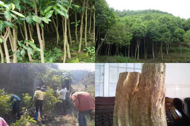奇楠沉香树:未成熟胚培养及沉香树再生的初步研究_no.64