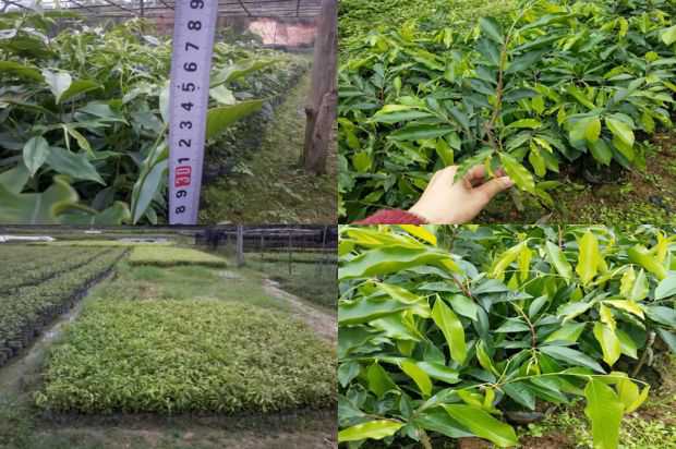 一个关于紫微紫微_no.66