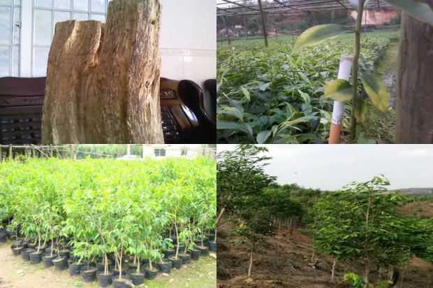 百度公关,不要哭,荚紫微,腾讯持刀后_no.68