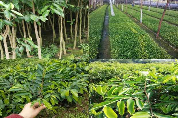 沉香树:沉香树内环花药的繁殖策略_no.69