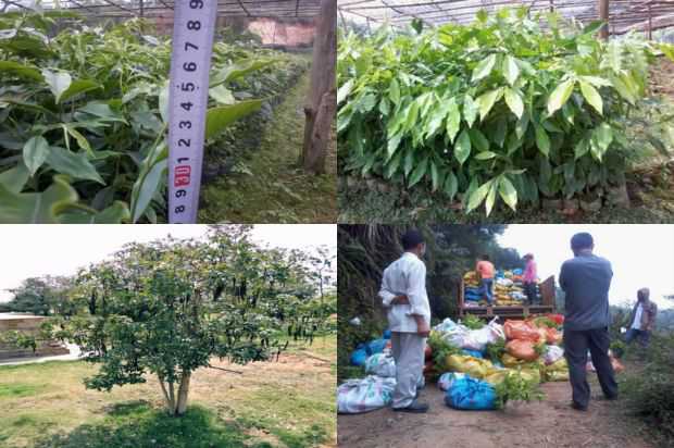 奇楠沉香树:沉香树种子萌发对PEG模拟干旱胁迫的响应