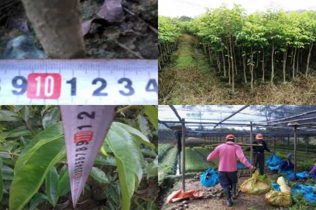 窗前的沉香树花园_no.72