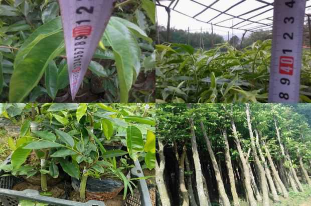 菜单的灵感来自于夏季充满活力的天然绉_no.78