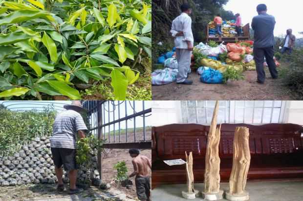 毛街市沉香树属植物长寿种子现状及发展对策分析_no.81