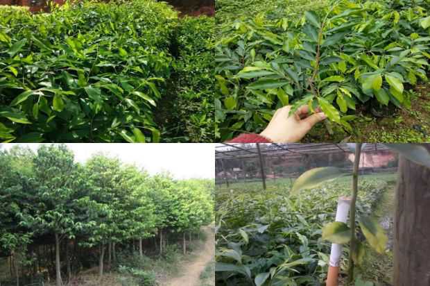 沉香树:红云沉香树花园的栽培与应用_no.82