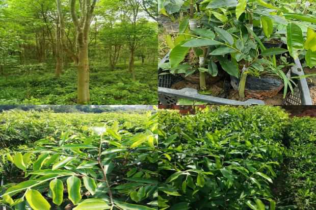 沉香树:金沉香树,这个旗手不是太冷