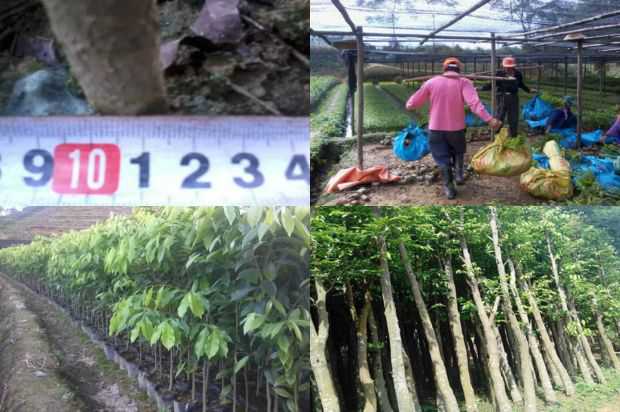 奇楠沉香树:在绉绸桃金娘下的蝴蝶飞行_no.85