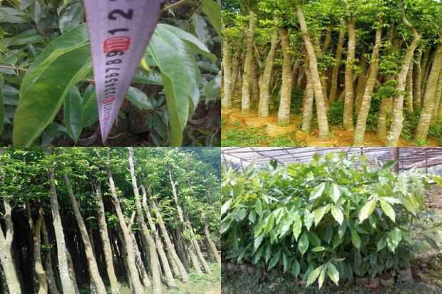 如何在北方种植紫微岭_no.88