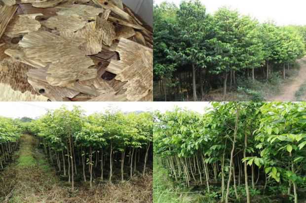 紫胃化瘀汤联合中药治疗膝关节骨性关节炎的临床观察_no.90