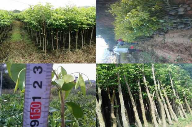 沉香树:从豆腐商人到煎饼王